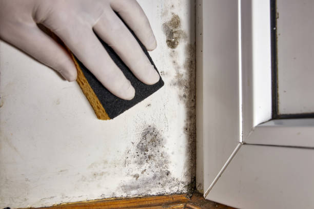 Best Mold-Related Health Consultation  in Antioch, CA